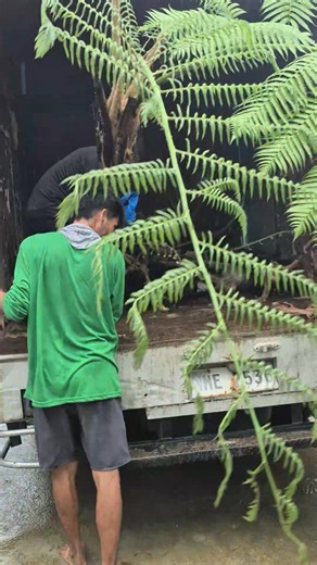 Tree fern. | Simply David & Jen