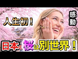 「人生初めて...日本の桜がこんなに綺麗なんて知らなかった...🌸」外国人観光客に日本の印象や驚いたことを聞いてみた！【海外の反応】【外国人インタビュー】🇯🇵🌎