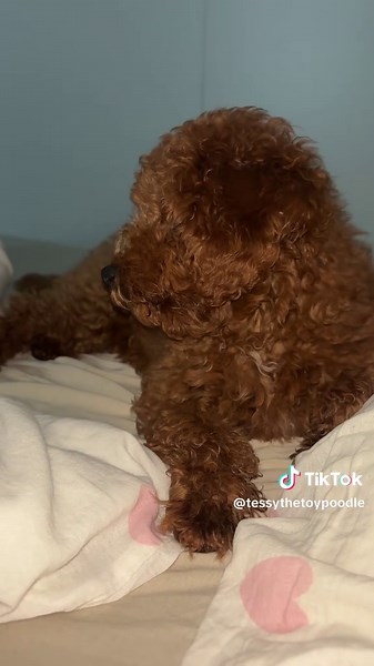 Adorable Toy Poodle Puppies for Pet Lovers
