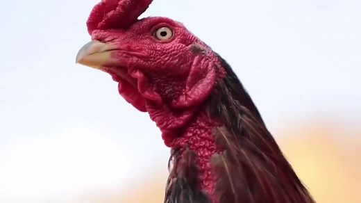 kẻ chuyên săn mắt đối thủ p2