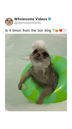 Is it timon from the lion king ? 🥹❤️