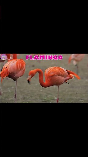 F For Flamingo | A to Z animals names | sea animals | zoo animals | farm animals for kids