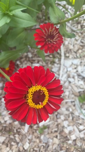 3 Easiest Flowers to Grow in Your Garden | Best Flowers for Beginner Gardeners