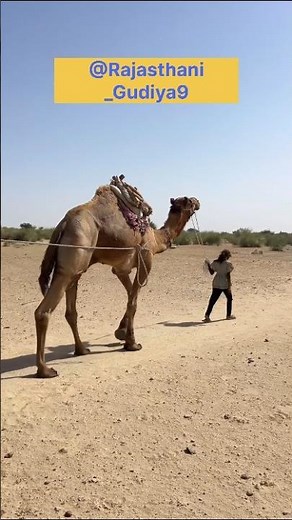 Water Crisis in the Desert: How Drought Is Changing Everything #desertlife
