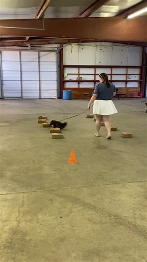 Rizzo - AKC Scentwork Novice Containers