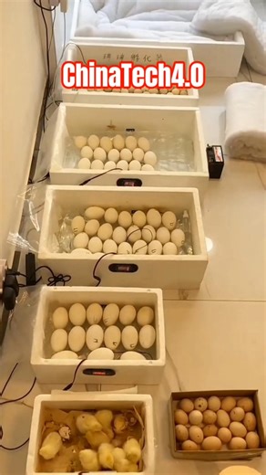 Automatic Egg Incubator Machine – Poultry Hatching System #shorts #chicken #farming #poultryfarming
