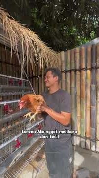 POV ADDING LAYING HEN