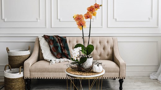 How Do You Get an Orchid to Rebloom Successfully?