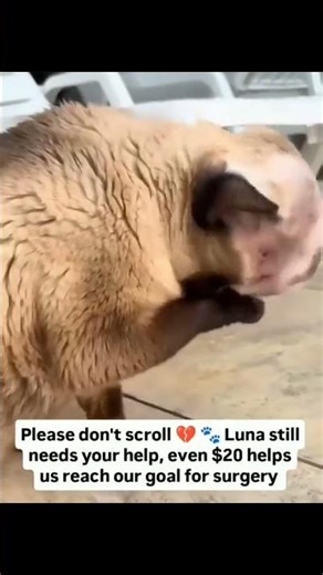 Luna needs us right now. 🐾🤍Our sweet girl Luna has been diagnosed with a tumor on her head.