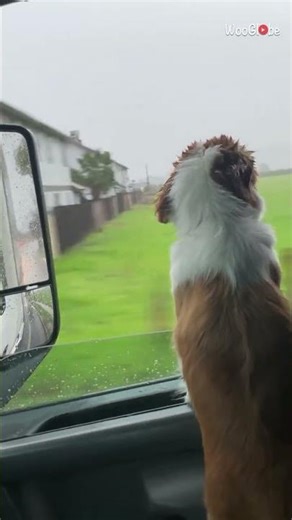 Dog Loves Car Ride: Adorable Rainy Day Adventure || WooGlobe