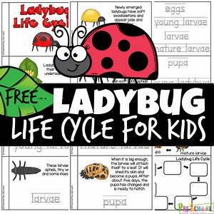  Life Cycle of a Ladybird - FREE Printable Ladybug Reader for Kids https://www.preschoolplayandlearn.com/life-cycle-of-a-ladybird/ | 123 Homeschool 4 Me | Facebook