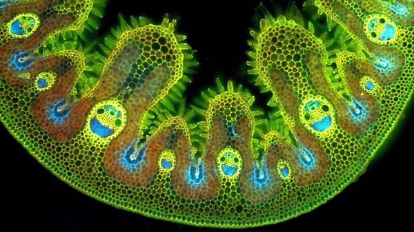 Under a Microscope, Grass Appears to Be Smiling When It Rains