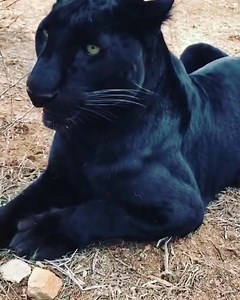 Have you ever heard a black panther make a noise like this? 🐆 - Fun fact: leopards can produce a number of vocalizations, including grunts, roars, growls, meows and “sawing” sounds. 🧐 - Video credit: unknown - Follow The Wonders Of The Natural World and turn on post notifications for more wildlife content! 🐒🦇🦎🦐🦭🦍🐅🐍🐘🦒🐃🦏🦈🦘 - - - #africananimals #bigcatsofinstagram #africansafari #safari #wildanimal #wildanimals #leopards #panthera #pantherapardus #ig_wildlife #instawildlife #animal