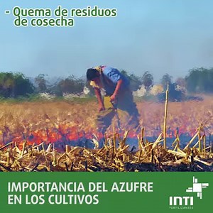 5.9K views · 106 reactions |  ¿POR QUÉ EL AZUFRE ES IMPORTANTE PARA...