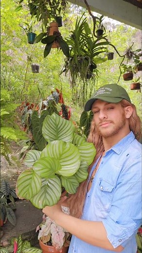 🌿CALATHEA ORBIFOLIA🌿 #plants