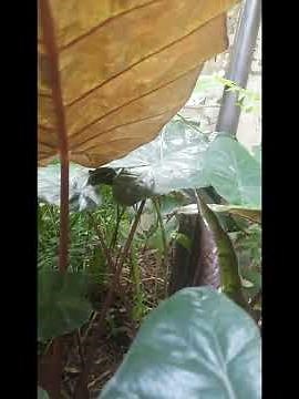 kalu habarala ( Black taro leaves )