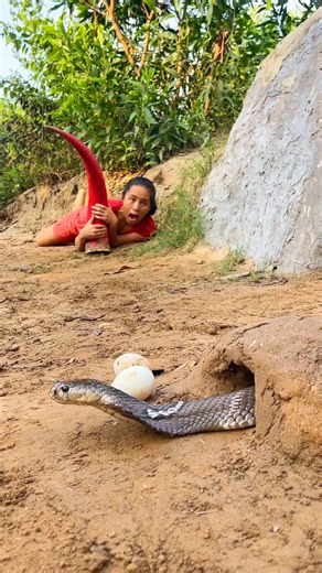 Brave Girl Traps Extremely Poisonous Snake In Hungry Vave While Searching For Food