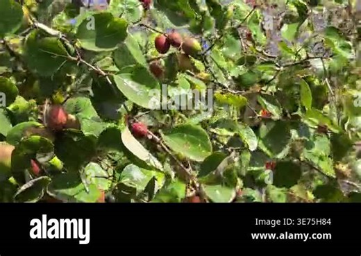 Fresh indian jujube (ber, indian plum, ziziphus mauritiana) fruits on tree Stock Video Footage - Alamy