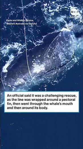 Humpback whale rescued from fishing lines - ABC News