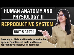 Reproductive System | Unit-5 Part-1| HAP-2 | | B.Pharma 2nd Semester
