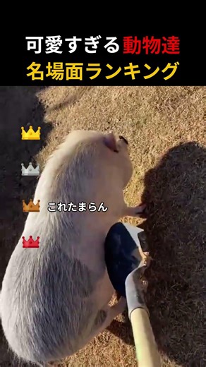 可愛すぎる動物達名場面Top4