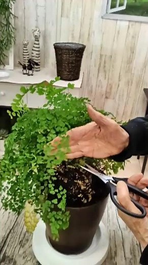 How to revive Adiantum