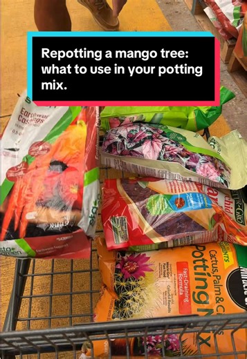 How to repot your mango tree 🥭. There are a variety of mixtures you can use in your potting mix. We decided to go with cactus citrus plum potting mix, orchid bark, peat moss, perlite, worm castings. Got all ingredients for our mix @Lowe’s and everything was in one corner! Didn’t have to run around the whole store to search. Let us know which mango tree is your favorite so we can pot it! #gardeninghacks #gardening #gardening101 #pottingplants #fertilizer What to use in your potting mix How to re