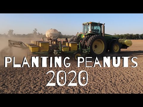 Planting Peanuts in Florida