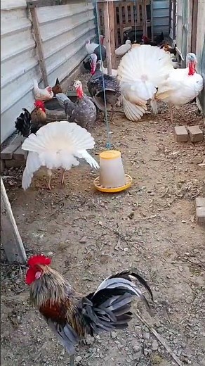 Turkey Birds Vs Rooster Fight 🦃🐓