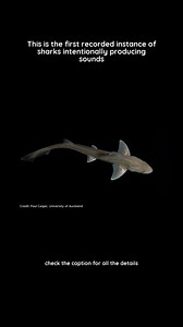 14K views · 69 reactions | Sharks produce sounds by rubbing teeth,...