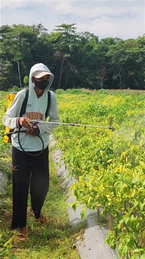 Installing plastic mulch in the garden is very satisfying -Agriculture farming #shorts