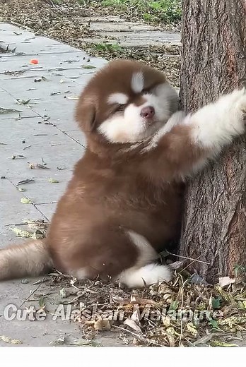 Soo cute Alaskan Malamute #dog #doglover #pet #alaskanmalamute #cute | alaskan malamute