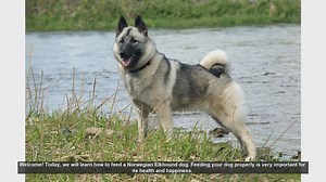 How to Properly Feed Your Norwegian Elkhound