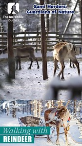 Discover the incredible bond between the Sami people and their reindeer, a relationship shaped by centuries of coexistence in the harsh Arctic wilderness. These breathtaking animals are not just a livelihood; they embody resilience, tradition, and the essence of Sami identity. Experience the grace and majesty of reindeer as they navigate the icy landscape, and learn how they have been indispensable to Sami culture, providing food, clothing, and companionship. This video delves into the heart of 