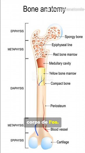 What's really inside a long bone?