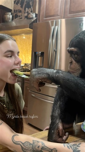 10K reactions · 372 shares | Tara always insist on feeding me勺☮️ • • • #Chimps #chimpanzee #chimps #apes #cuteanimals #animalsaddict #animals #explorepage #animals #animallover #monkey #monkeys #monkeyseemonkeydo #monkeylove #onelove #family #myfamily #riolilly #tara #rioandtara | Rio Lilly | Facebook