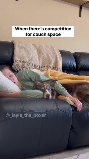 2.3M views · 118K reactions | Ahh, classic sibling rivalry  #funnydogs #dogskit #dogactor #dogacting #australianshepherd #whiteboxer #heeler #funnyvideos #dogsofinstagram #comedy #funnyskit #laylatheboxer #boxerdog #dogskits #skit | Layla the Boxer | Facebook