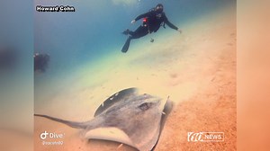 'It was a monster!' Stingray the size of a car surprises divers off the coast of Florida
