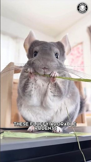 Chinchilla 🐹 The Fluffiest Pet!