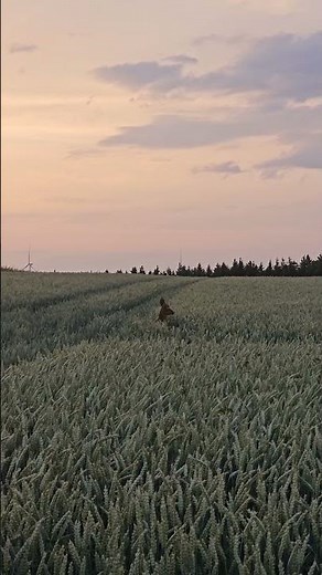 Ein schöner Moment im Sommer auf dem Land im TAUNUS mit einem Blick auf ein kleines Rehkitz