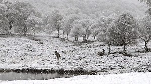 Snowfall returned to cover Braemar and the Cairngorms National Park in Aberdeenshire Scotland overnight and today. This shows red deer grazing in the snow around Braemar and the extent of snow around Braemar Castle, The Fife Arms and Braemar Gathering and Highland Games Centre. Visit Braemar . Cairngorms Nature . VisitAberdeenshire | Scotland Online