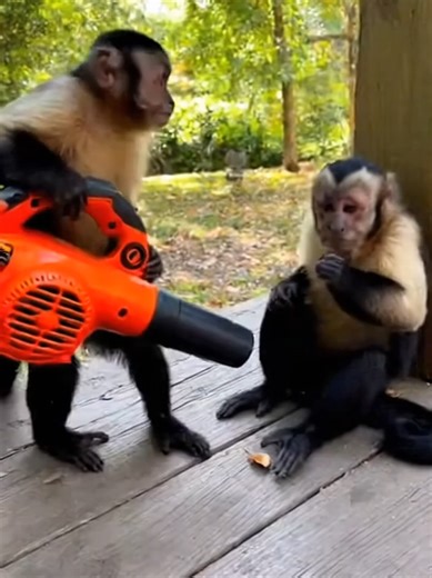 Leaf Blower Prank! Monkey's Hilarious Fight or Flight Reaction