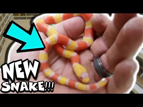 CANDY CORN COLORED SNAKE HATCHED!!! BIG SURPRISE!!! | BRIAN BARCZYK