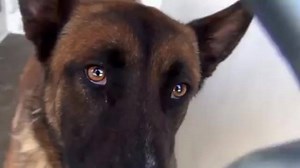 ADOPTED - moved to SAFE Album 05/13 Big KOBE is gorgeous and he is really sweet. He was surrendered to another Shelter but he is at Carson now and he needs your help. Please SHARE for his life, he is VERY special and a FOSTER or ADOPTER would save him. Thanks! #A4941589 My name is KOBE I am a male Belgian Malanois Mix My friends at the Shelter think I am about 2 years old. I came to the Shelter as an Owner Surrender on April 25, 2016 Carson Shelter, Gardena, California 216 Victoria Street, Garde