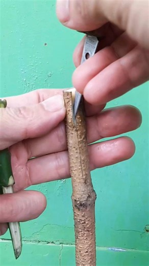 9.1K views · 86 reactions | Unique trick on side grafting technique. #fblifestyle #grafting #graftingtechniques #graftingtree #graftingtutorial #graftingtips #graftingplantschallenge #graftingchallenge | Grafting Techniques | Facebook