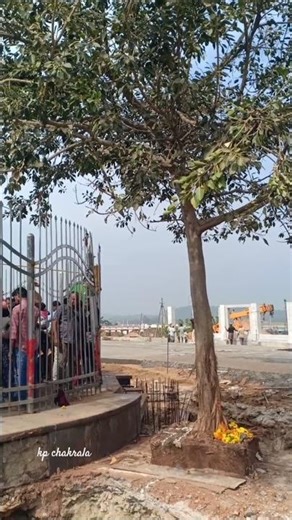 సమ్మక్క గద్దె దగ్గర చెట్టు | Medaram Jathara #medaram2026 #medaramjathara #sammakkasarakka