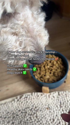 The liquid collagen my three dogs use everyday for healthy skin and coat! #dogcollagen #dogsupplements #healthydog #taily #tiktokshopcreatorpicks
