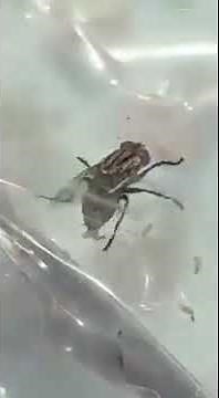 A common blow fly laying eggs |House fly | giving eggs |