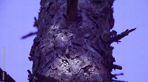 A malicious pest of the forest Longhorn beetle (cerambycid spruce beetle, Monochamus sutor, male) crawls on a pine tree. Northern Boreal Forest of Europe