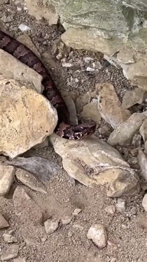 More Snake Road Cottonmouth! #snake #nature #wildlife #animals #outdoors #naturelovers #reptiles